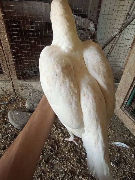 paper white heera aseel madi murgi hen for sale 1