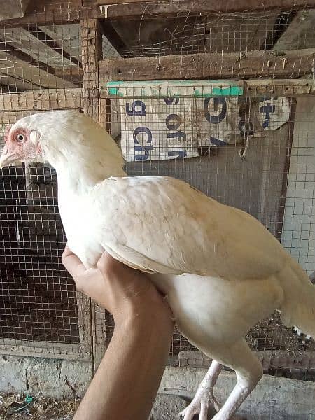 paper white heera aseel madi murgi hen for sale 2