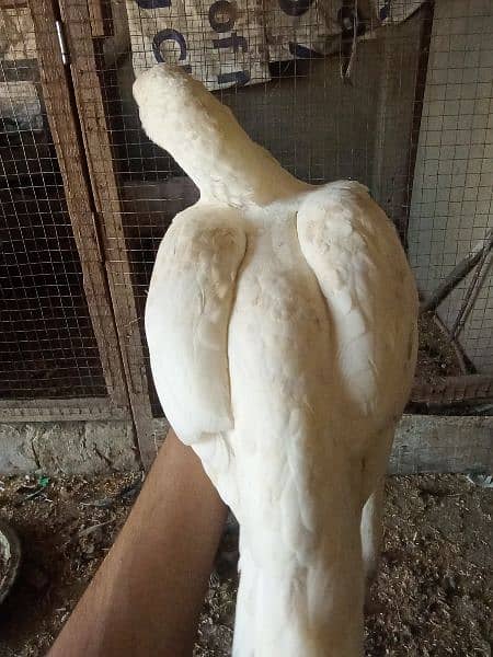 paper white heera aseel madi murgi hen for sale 3