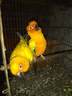 Sun conure breeder pair for sale