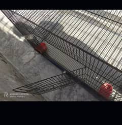 Hen, Cat and dog  Cage with good quality