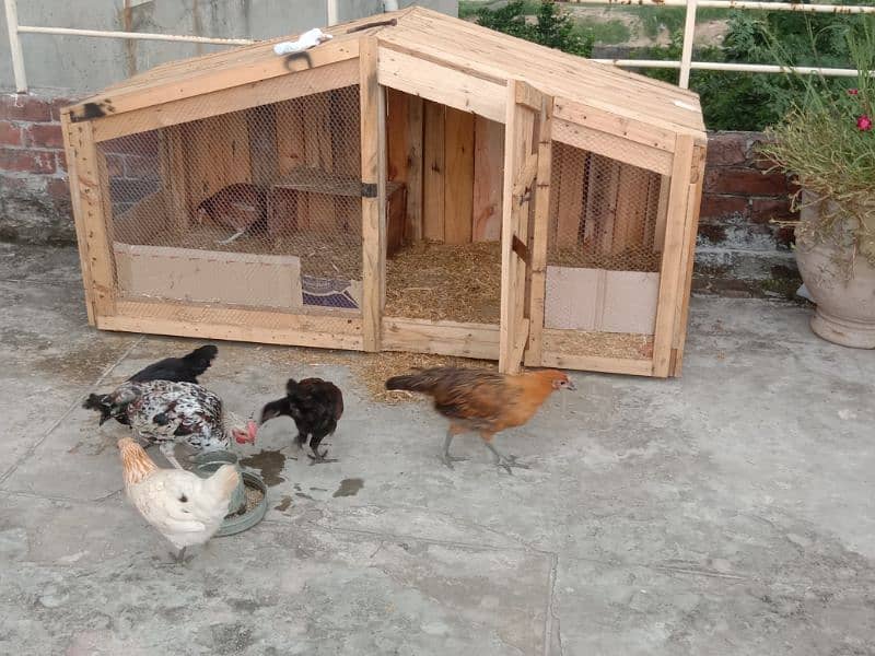 HUT CAGE WITH HENS 1