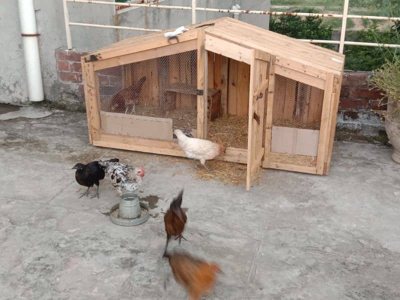 HUT CAGE WITH HENS 2