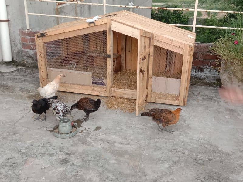 HUT CAGE WITH HENS 3