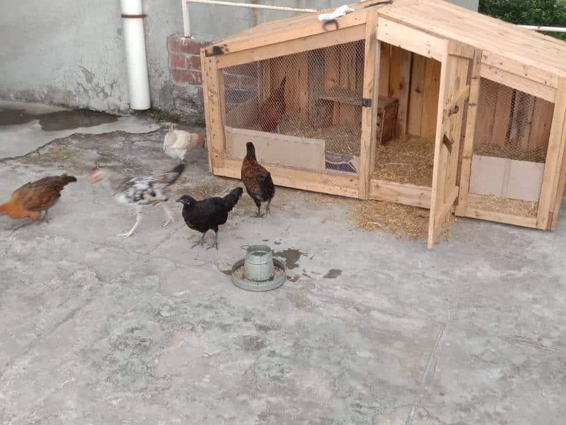 HUT CAGE WITH HENS 4