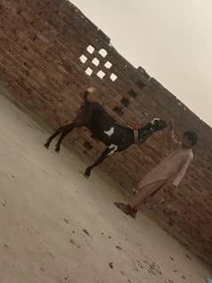 nagra Gabban bakri urgent for sale