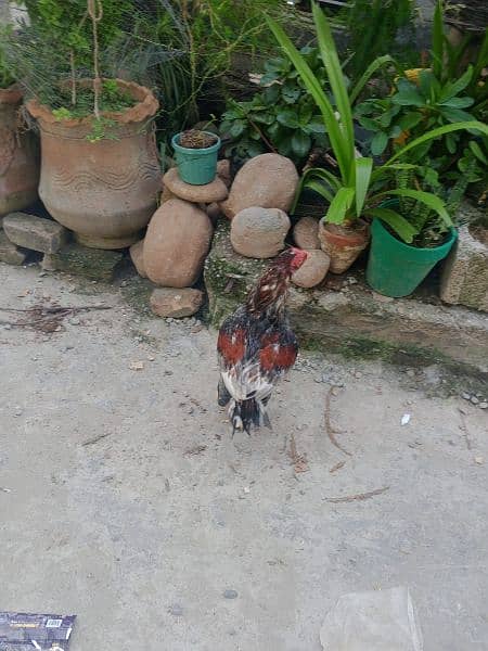 aseel male female n chicks for sale. 3