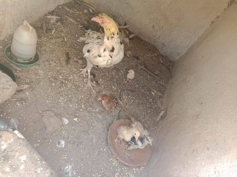 aseel male female n chicks for sale. 4