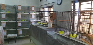 Lovebirds Complete Setup for sale in Lahore