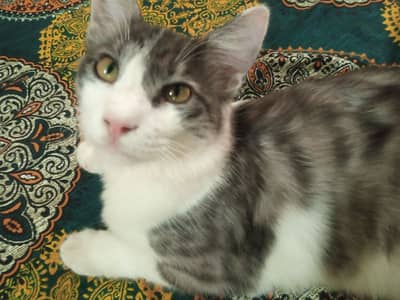 it is a Persian cat and 2 years latest cat
