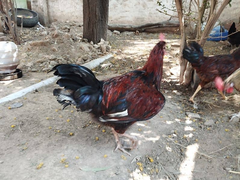 Desi Murghy for sale & Exchange breeder high quality 1