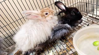 Angora rabbit 2 Breeder pair available for sale . Rare colour