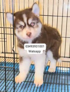 Siberian Husky puppies for sale Hai