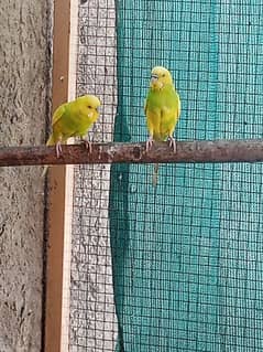 Healthy breeder Birds for sale