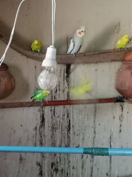 Healthy breeder Birds for sale 1