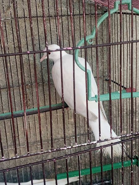 Healthy breeder Birds for sale 2