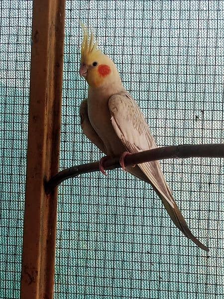 Healthy breeder Birds for sale 3