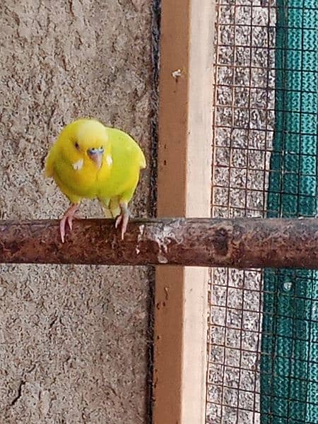 Healthy breeder Birds for sale 4