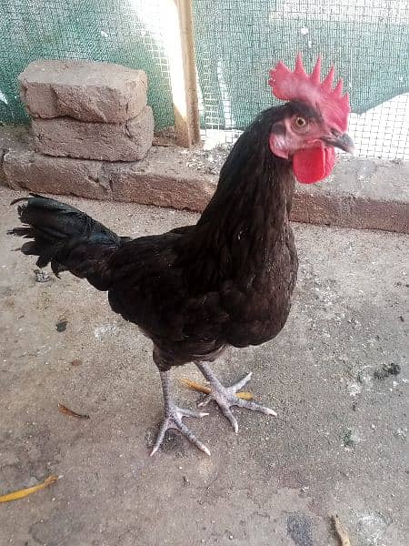 Healthy breeder Birds for sale 5