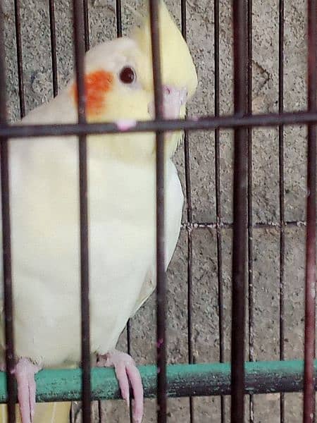 Healthy breeder Birds for sale 6