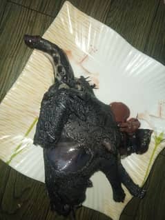 ayam cemani Chiks