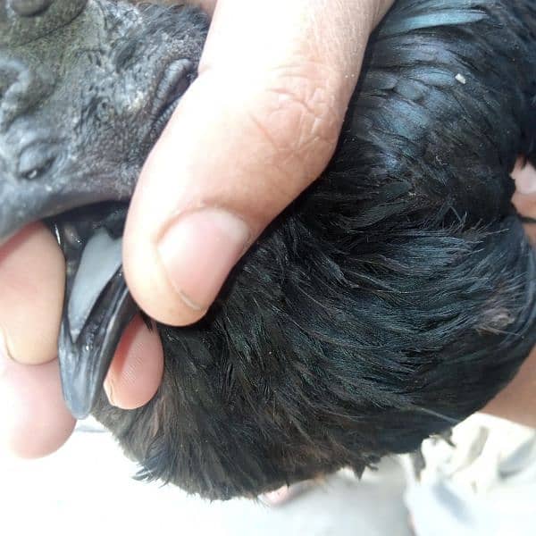 ayam cemani eggs  Chiks breeders and 1