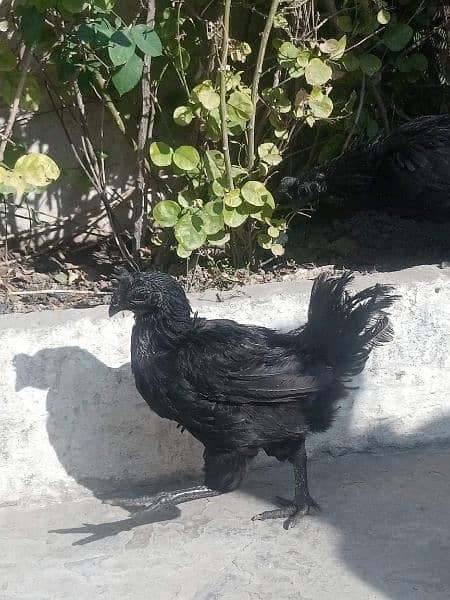 ayam cemani eggs  Chiks breeders and 3