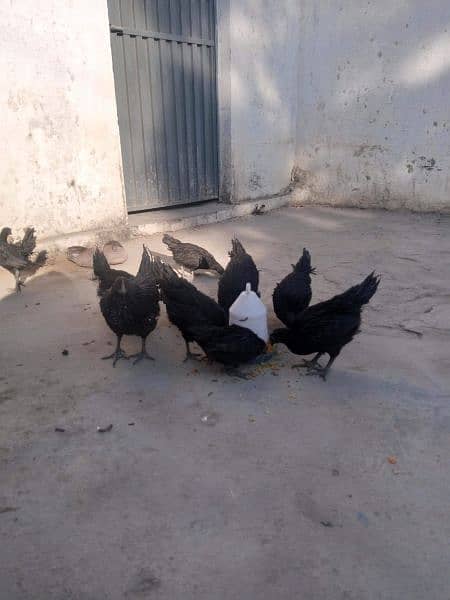 ayam cemani eggs  Chiks breeders and 4