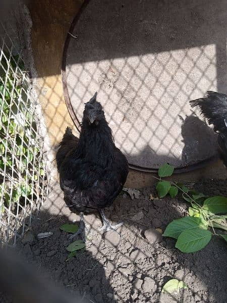 ayam cemani eggs  Chiks breeders and 5