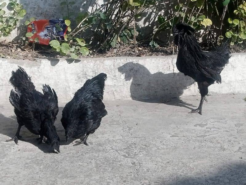 ayam cemani eggs  Chiks breeders and 7