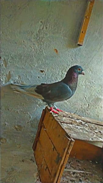 Mix fancy pigeon/best quality pigeons 5