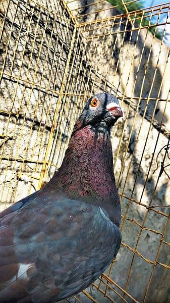 Mix fancy pigeon/best quality pigeons 6