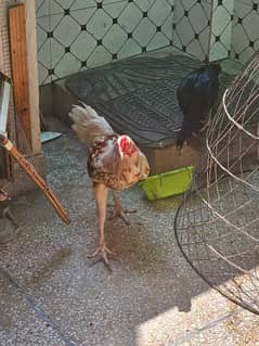 Aseel Hens Male Female for sale