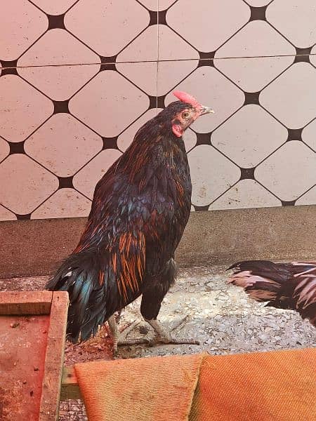 Aseel Hens Male Female for sale 1