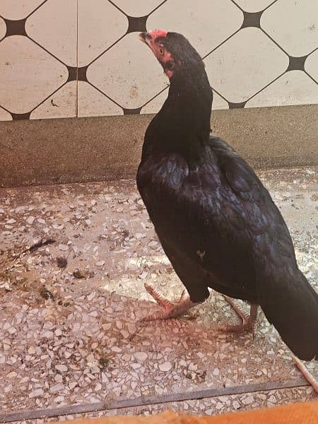 Aseel Hens Male Female for sale 2