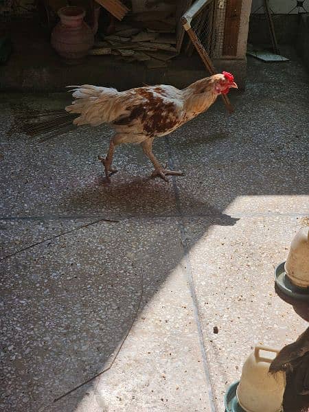 Aseel Hens Male Female for sale 4