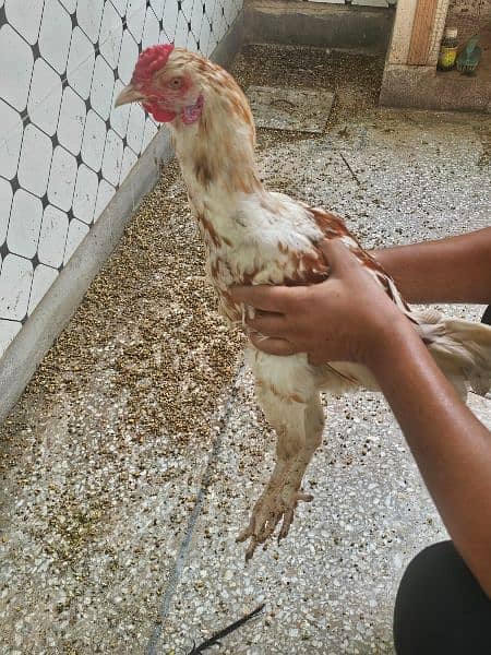 Aseel Hens Male Female for sale 5