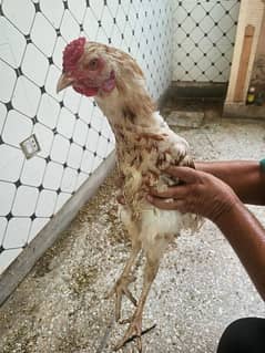 Aseel Hens Male Female for sale