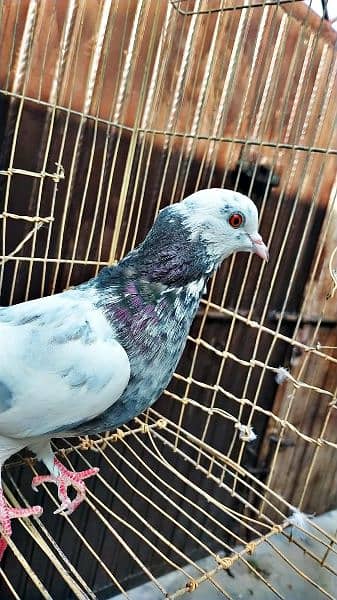 Mix fancy pigeon/best quality pigeons 8