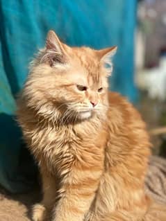 male brown cat