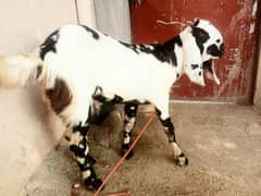 goat for sale 03445606420 (Male)