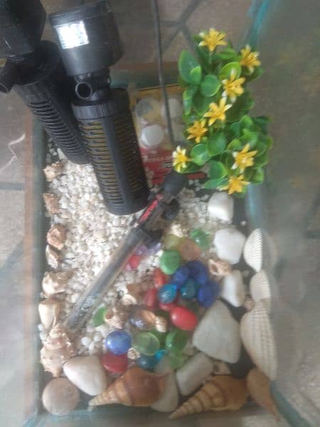 aquarium for loote sale with all season assesries 2