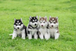 Siberian Husky puppies for sale