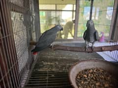 African grey breedar pair for sale