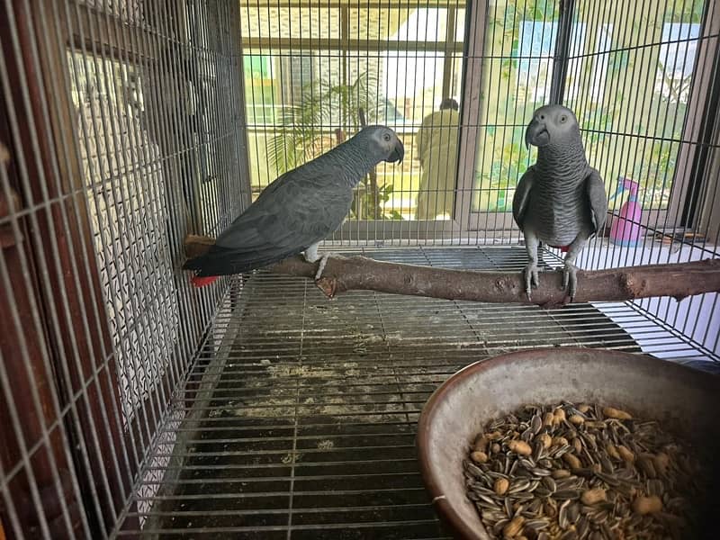 African grey breedar pair for sale 1