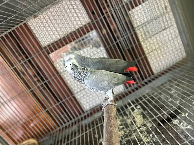 African grey breedar pair for sale 2