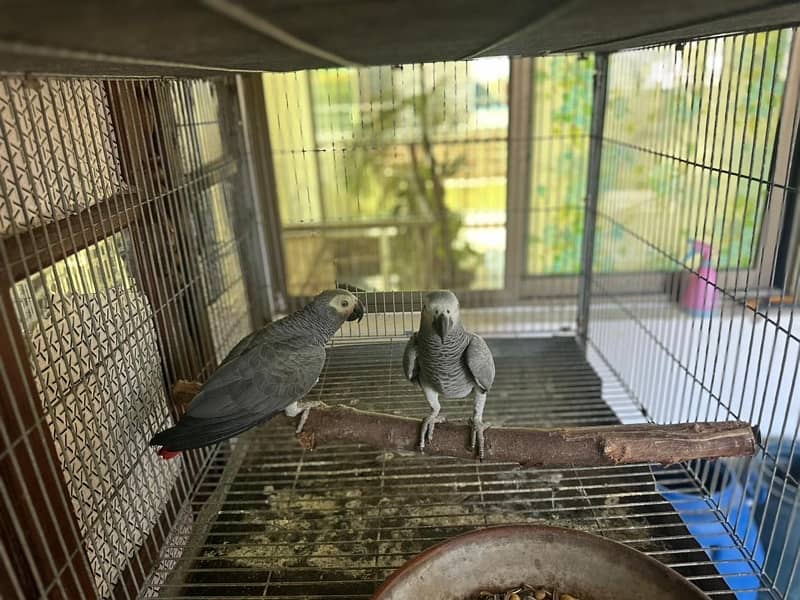 African grey breedar pair for sale 3