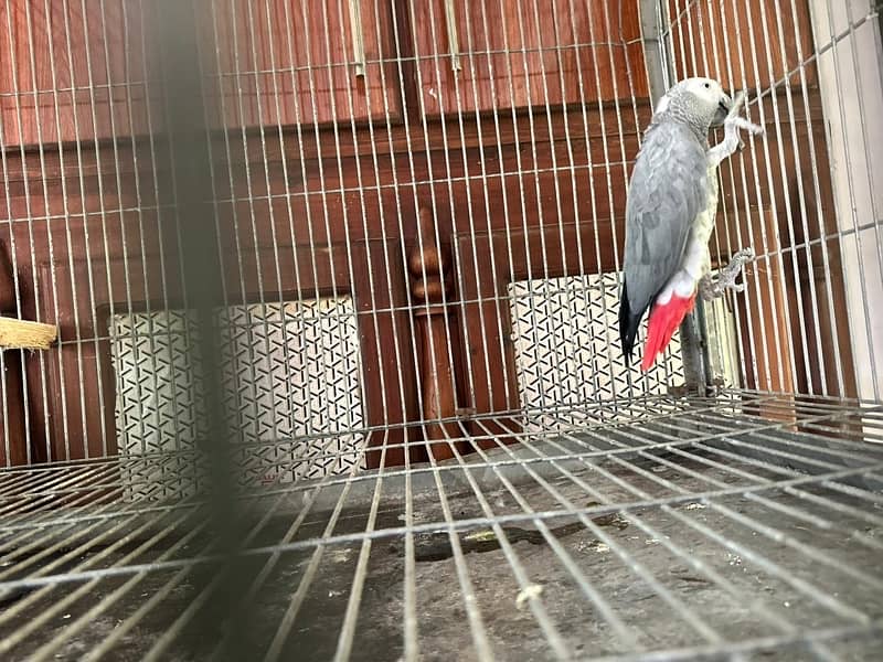 African grey breedar pair for sale 4