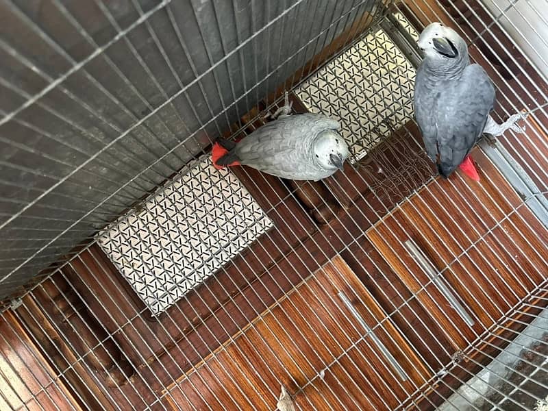 African grey breedar pair for sale 5