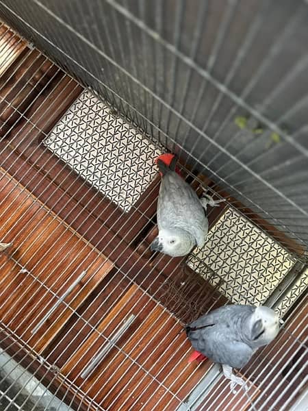 African grey breedar pair for sale 6